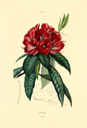 Snow Rose
